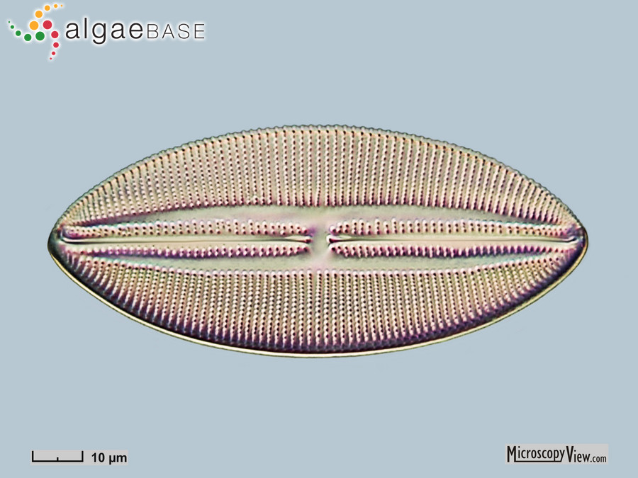 Lyrella lyroides (Hendey) D.G.Mann