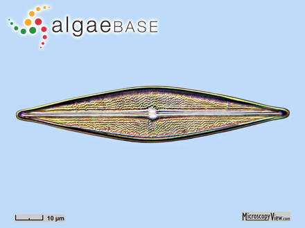 Brachysira serians (Brébisson) Round & D.G.Mann