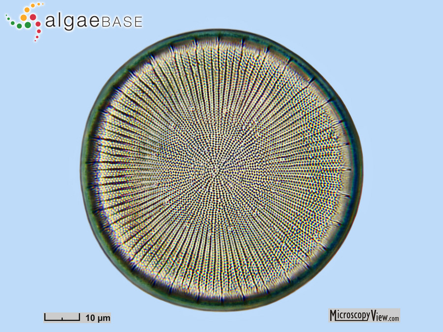 Stephanodiscus niagarae Ehrenberg