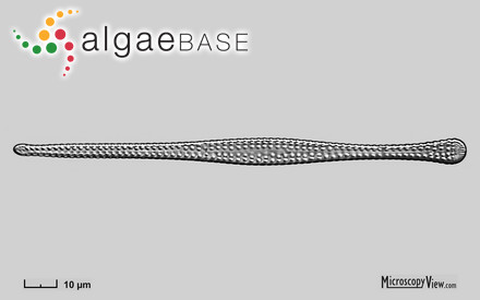 Rhaphoneis caduceus (Ehrenberg) Heurck