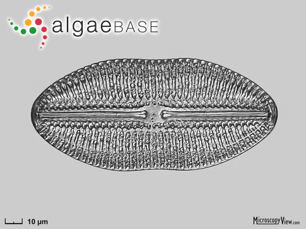 Diploneis crabro (Ehrenberg) Ehrenberg