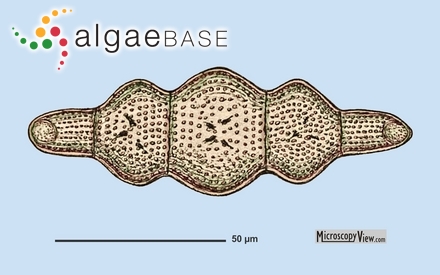 Biddulphiella tridens (Ehrenberg) P.A.Sims & M.P.Ashworth