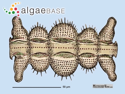 Biddulphiella tridens (Ehrenberg) P.A.Sims & M.P.Ashworth