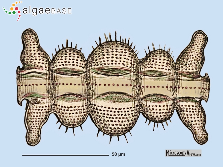 Biddulphiella tridens (Ehrenberg) P.A.Sims & M.P.Ashworth