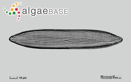 Scoliotropis latestriata (Brébisson ex Kützing) Cleve