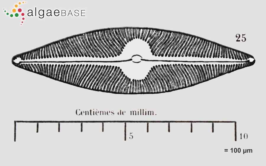 Pinnunavis elegans (W.Smith) Okuno
