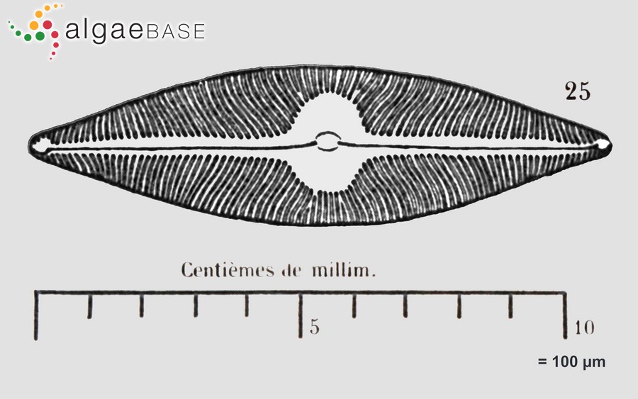 Pinnunavis elegans (W.Smith) Okuno