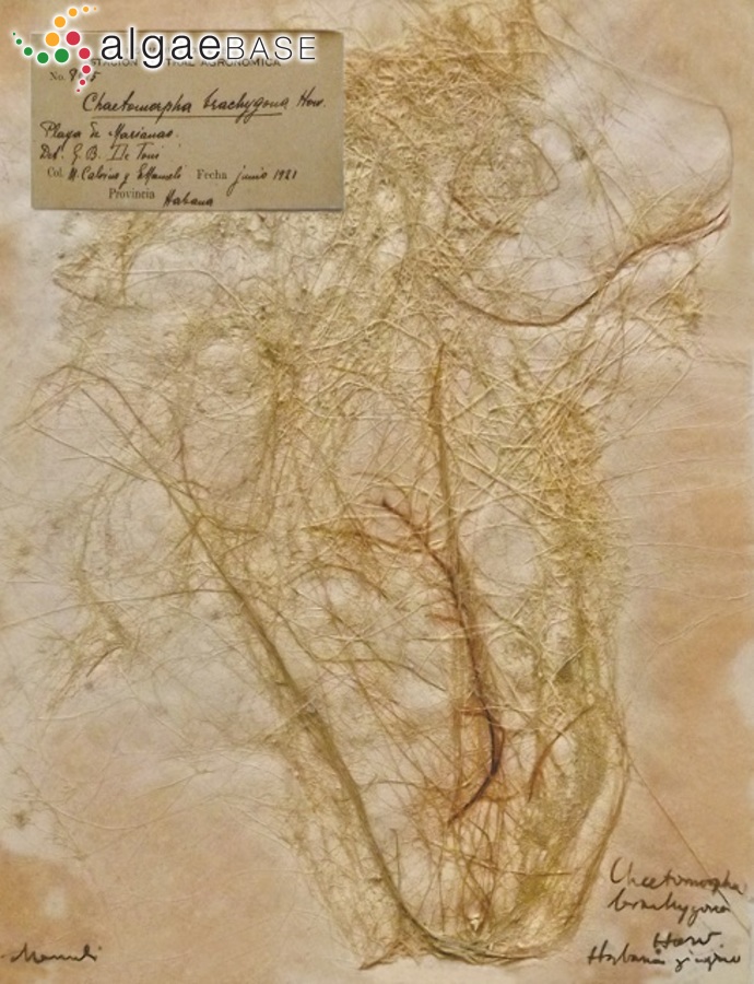 Chaetomorpha brachygona Harvey