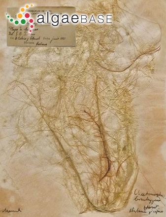 Chaetomorpha brachygona Harvey