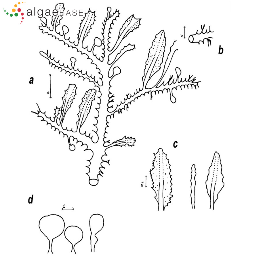Sargassum pusillum W.R.Taylor