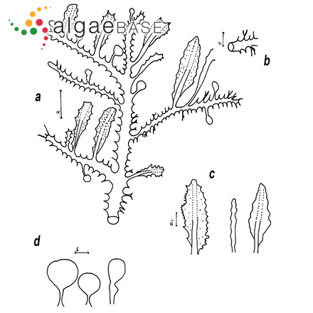 Sargassum pusillum W.R.Taylor