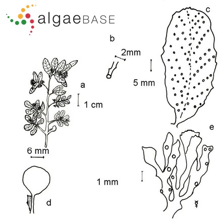 Sargassum acinarium (Linnaeus) Setchell