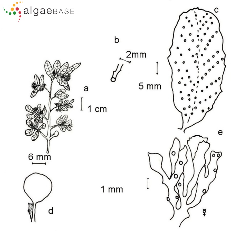 Sargassum acinarium (Linnaeus) Setchell