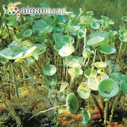 acetabularia habitat