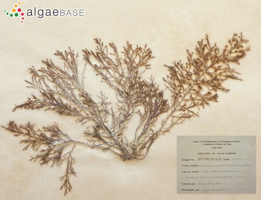Polycladia myrica (S.G.Gmelin) Draisma, Ballesteros, F.Rousseau & T.Thibaut