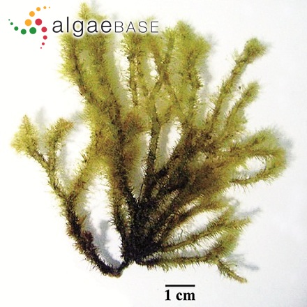 Digenea simplex (Wulfen) C.Agardh