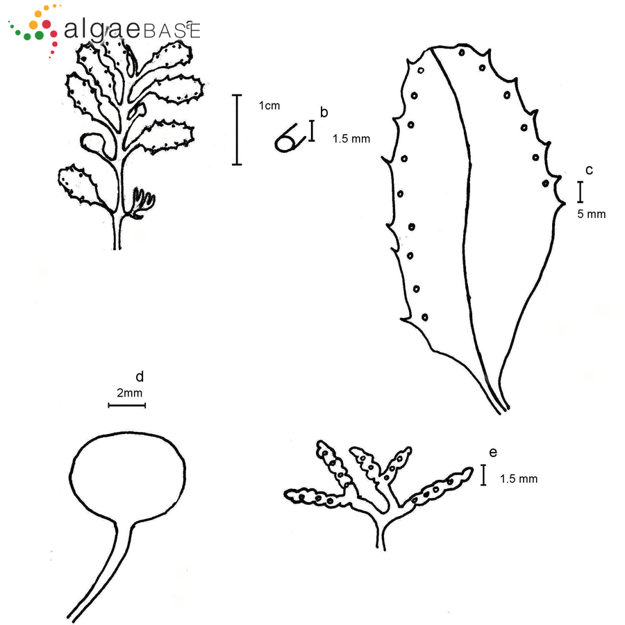 Sargassum bermudense Grunow