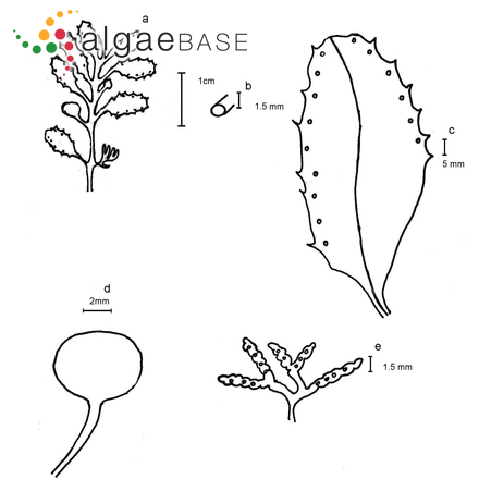 Sargassum bermudense Grunow