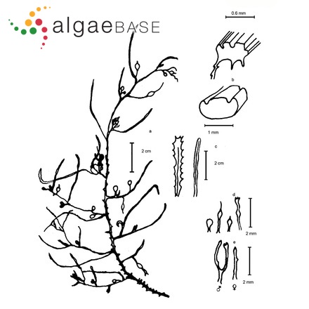 Sargassum natans (Linnaeus) Gaillon