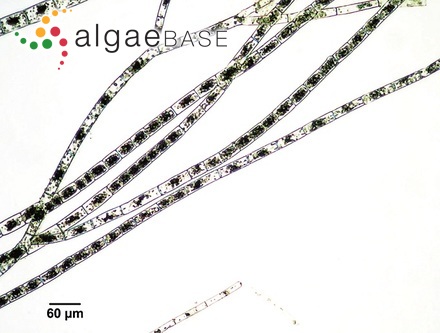 Feldmannia mitchelliae (Harvey) H.-S.Kim