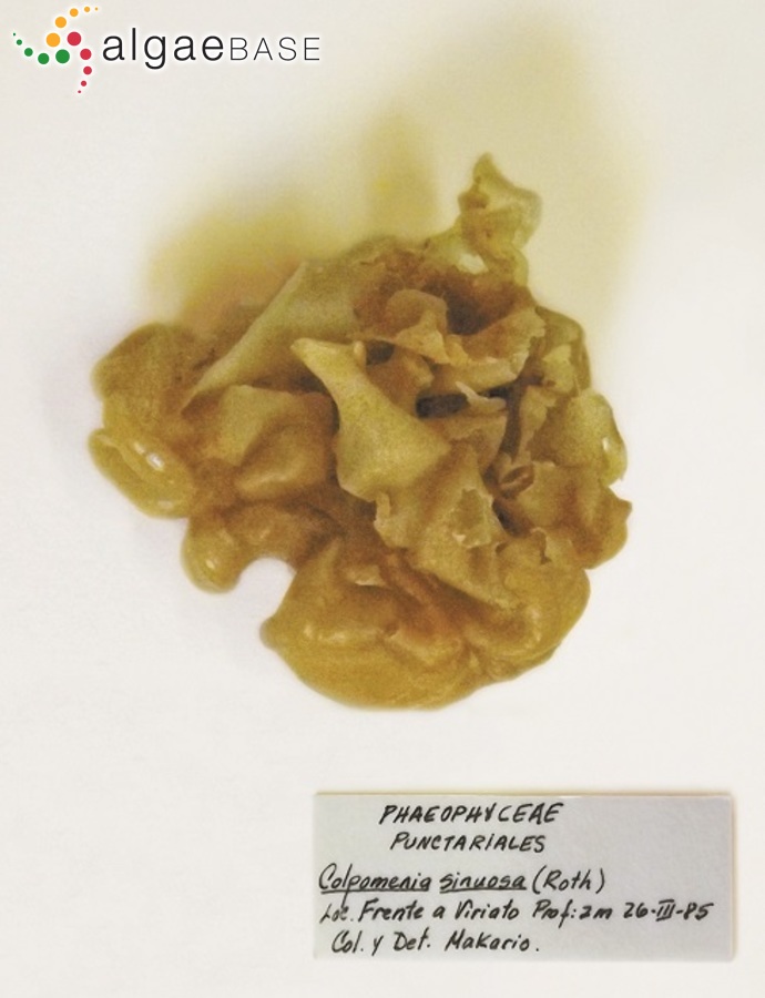 Colpomenia sinuosa (Mertens ex Roth) Derbès & Solier