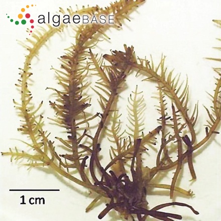 Gelidiella acerosa (Forsskål) Feldmann & Hamel