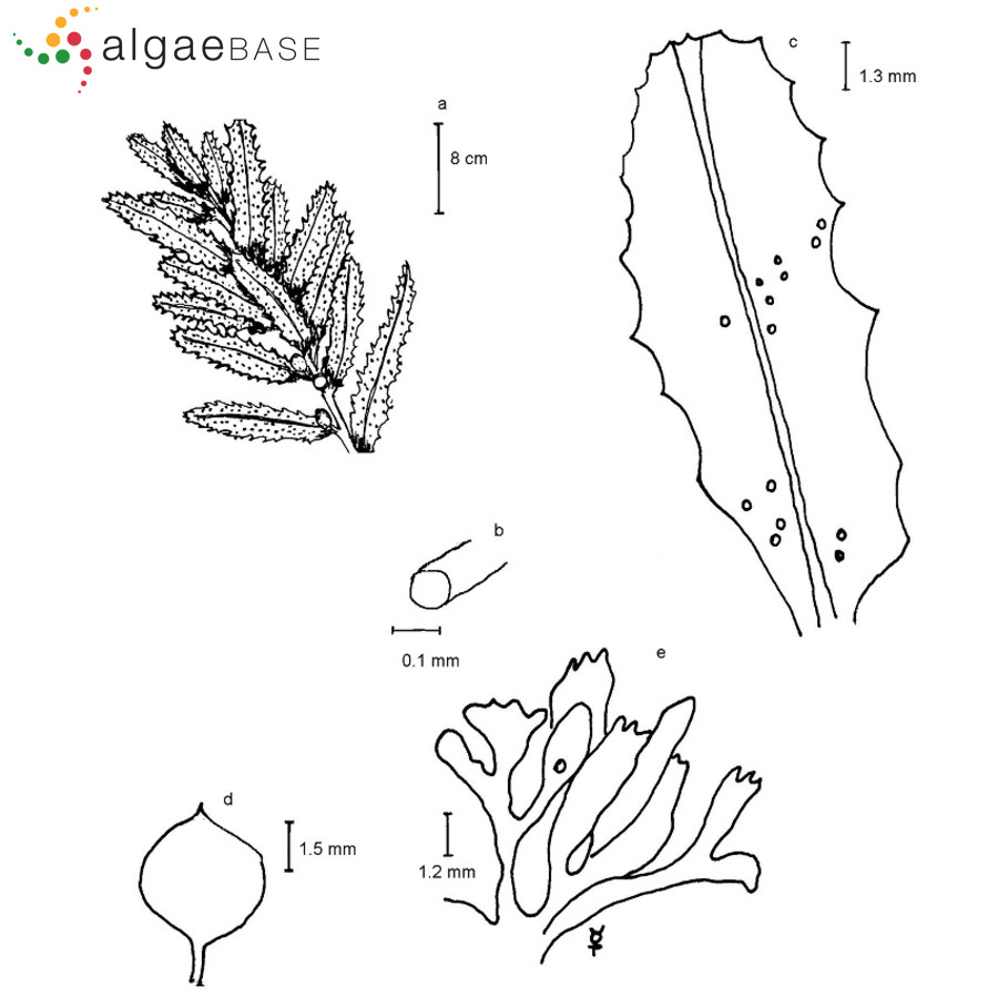 Sargassum hystrix J.Agardh