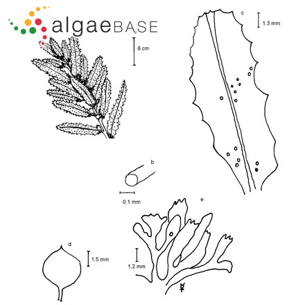 Sargassum hystrix J.Agardh