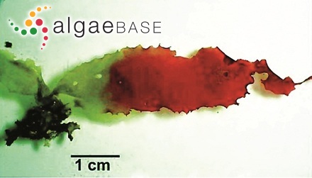 Cryptonemia crenulata (J.Agardh) J.Agardh