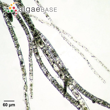 Feldmannia irregularis (Kützing) Hamel