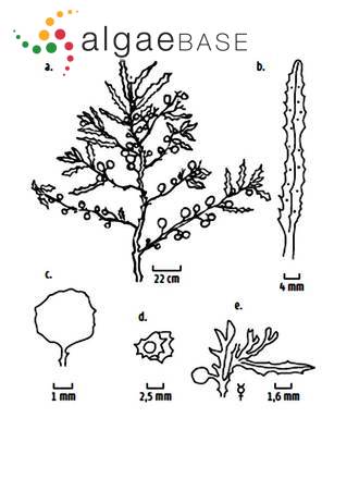 Sargassum filipendula C.Agardh