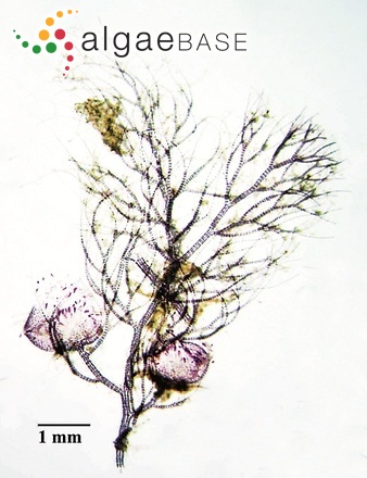 Bostrychia moritziana (Sonder ex Kützing) J.Agardh