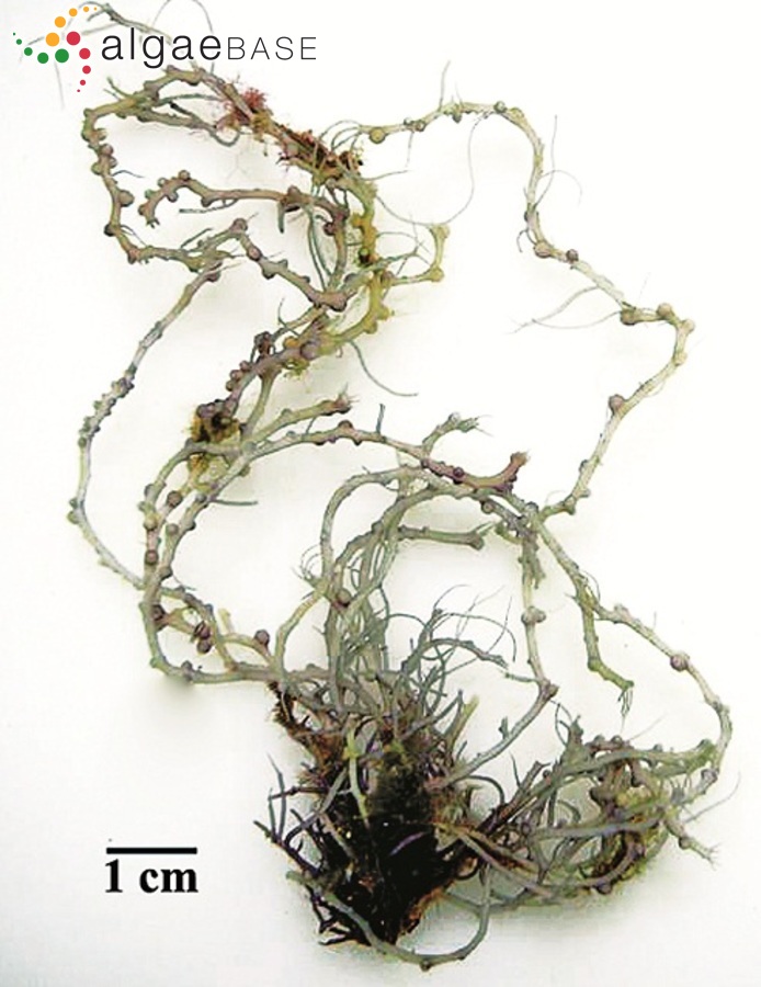 Gracilariopsis tenuifrons (C.J.Bird & E.C.Oliveira) Fredericq & Hommersand