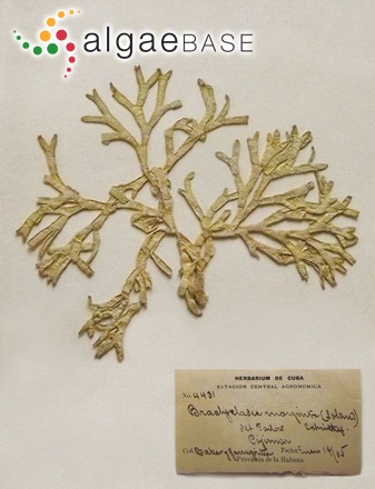 Dichotomaria marginata (J.Ellis & Solander) Lamarck