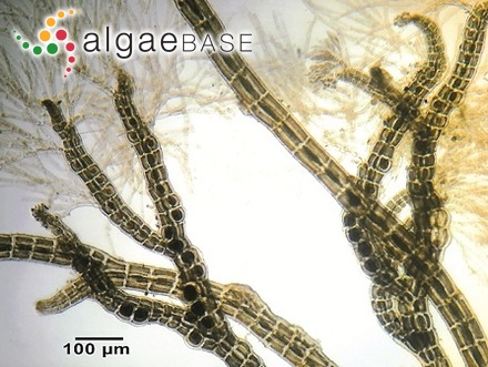 Wilsonosiphonia howei (Hollenberg) D.Bustamante, Won & T.O.Cho