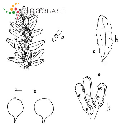 Sargassum buxifolium (Chauvin) M.J.Wynne