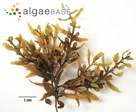 Sargassum fluitans (Børgesen) Børgesen