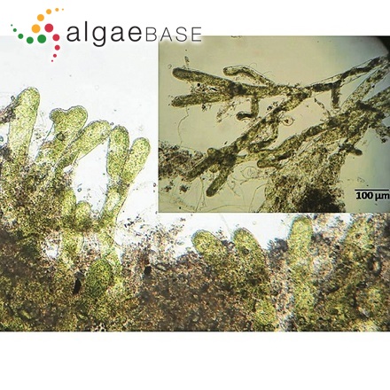 Derbesia fastigiata W.R.Taylor