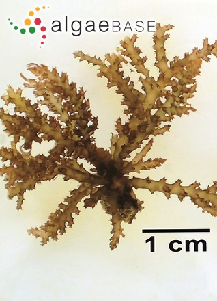 Acanthophora muscoides (Linnaeus) Bory