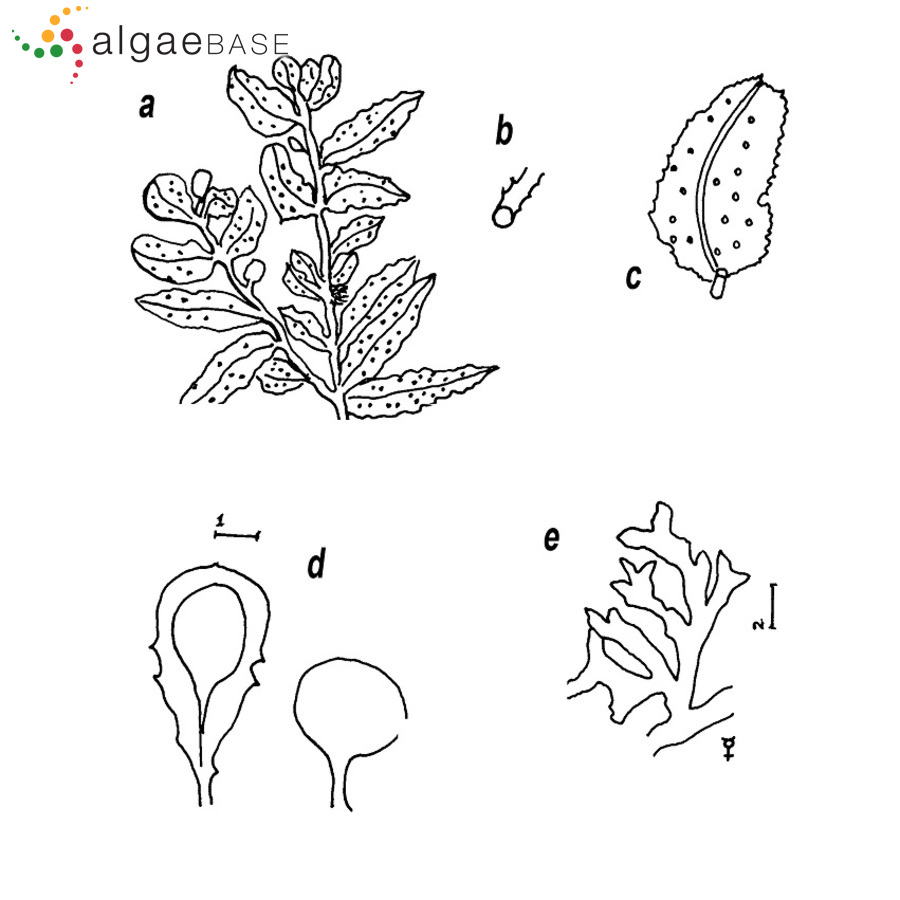 Sargassum polyceratium Montagne