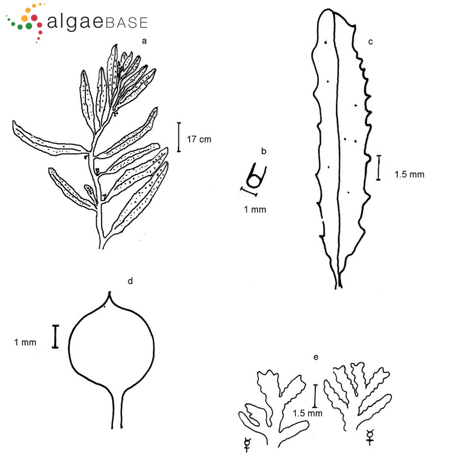 Sargassum cymosum C.Agardh