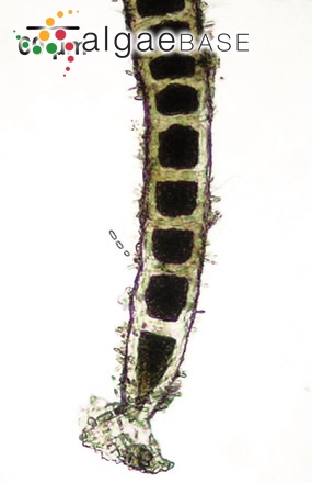 Chaetomorpha linum (O.F.Müller) Kützing