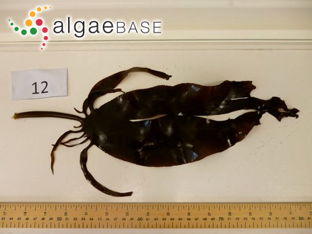 Frustulia rhomboides (Ehrenberg) De Toni