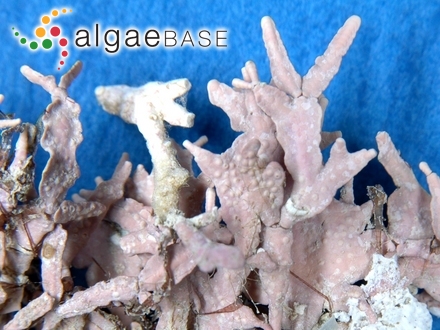 Erythrodermis haematis (Hollenberg) Denizot