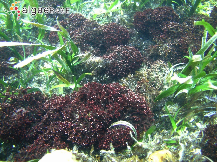 Galaxaura divaricata (Linnaeus) Huisman & R.A.Townsend