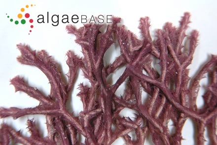 Pilinia novae-zelandiae (V.J.Chapman) Papenfuss & Fan ex Papenfuss