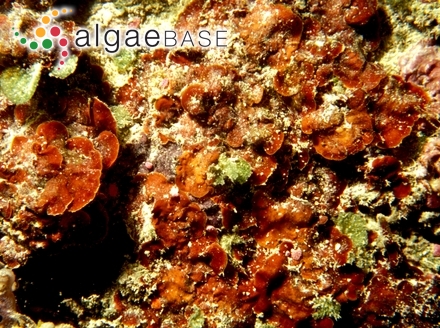 Agissea orientalis (Weber Bosse) Pestana, Lyra, Cassano & J.M.C Nunes