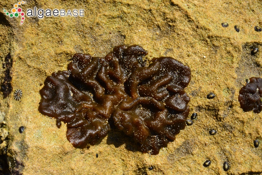 Petrospongium rugosum (Okamura) Setchell & N.L.Gardner