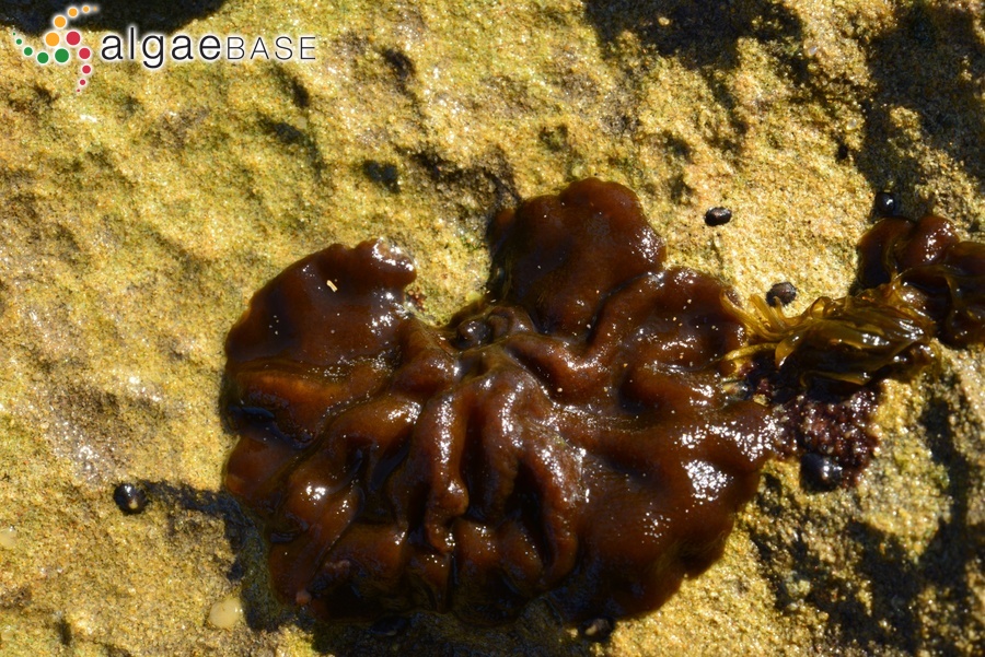 Petrospongium rugosum (Okamura) Setchell & N.L.Gardner