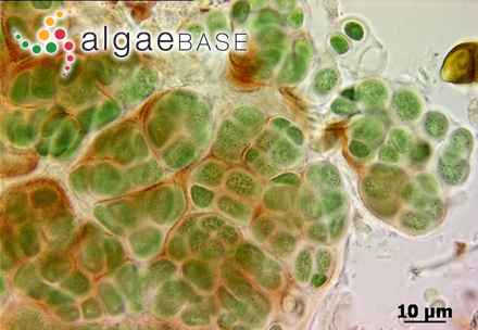 Gloeocapsopsis dvorakii (Novácek) Komárek & Anagnostidis ex Komárek